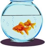 fishies.jpg